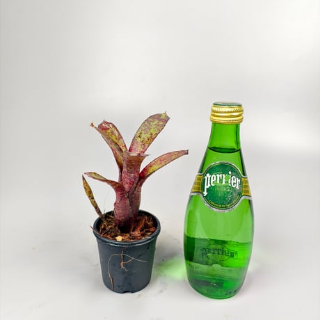 Neoregelia ampullacea 'Zebrina'（WBC2006 Chan）ex SN