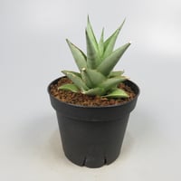 Sansevieria Tuxedo from Yoky plant