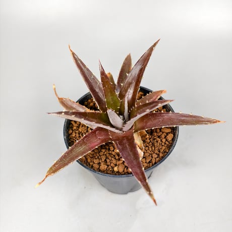 Dyckia platyphylla (Ex Red) ex SN