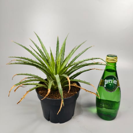 Bromelia humilis small Clone