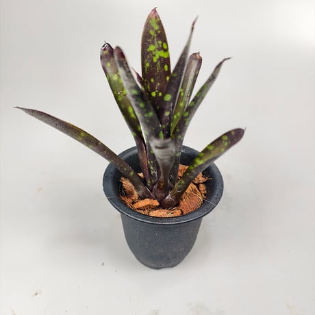 Neoregelia Nosferatu  Bromeliad Cultivar Register (16358)