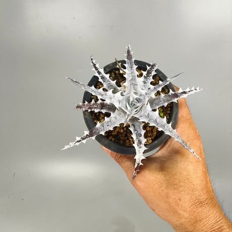 Dyckia OTTO-SL01
