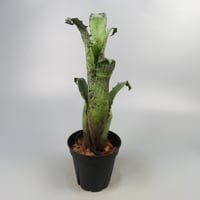 Hohenbergia magnispina ex Hermann Prinsler