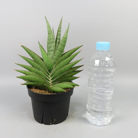 Sansevieria Matsumoto Castle