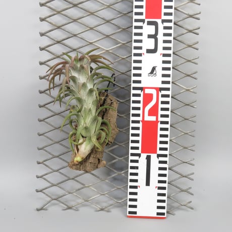 Tillandsia ionantha var. vanhyningii 'Red Dragon'