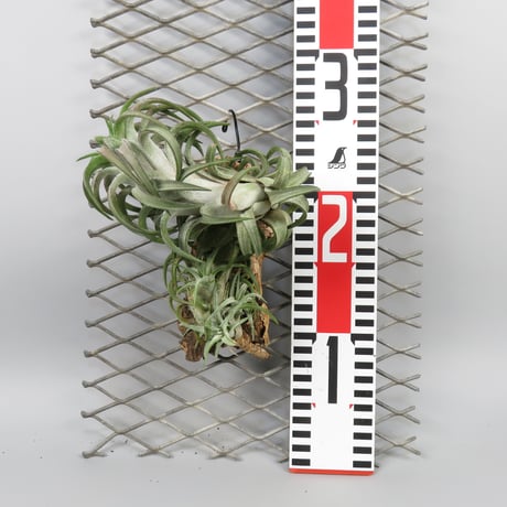 Tillandsia ionantha var. vanhyningii 'Jumbo'