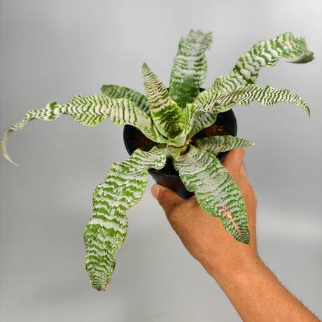 Cryptanthus 'Ocean Mist' Bromeliad Cultivar Register (1910)