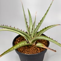 Dyckia sp excelsa ex Satith
