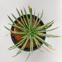 Dyckia cf. choristaminea EL4146 SEL07-0348