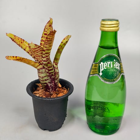 Neoregelia punctatissima Yellow x Palmers  Panlop Rungrussami Hybrid