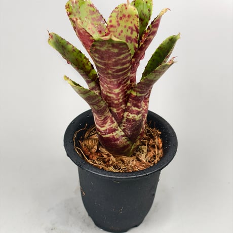 Neoregelia Tiger Sprung