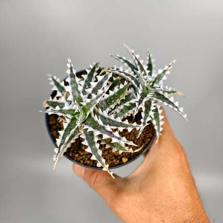 Dyckia Otto-ZL004 Otto Bromeliad Hybrid