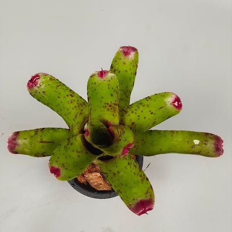 Neoregelia Little Faith Bromeliad Cultivar Register (5446)