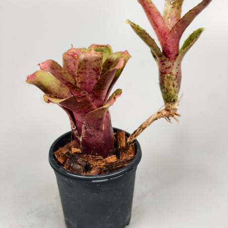 Chiquita Linda x punctassima
