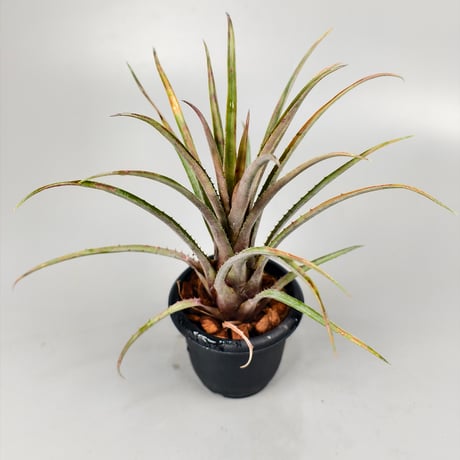 Aechmea guaratubensis