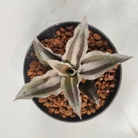 Cryptanthus 'Racing Stripes' Bromeliad Cultivar Register (1985)
