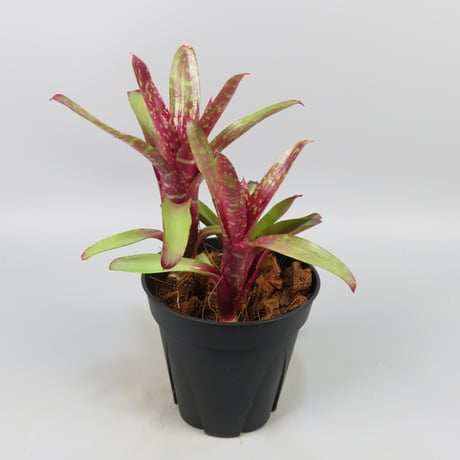 Neoregelia Wild Tiger x Chiquita Linda