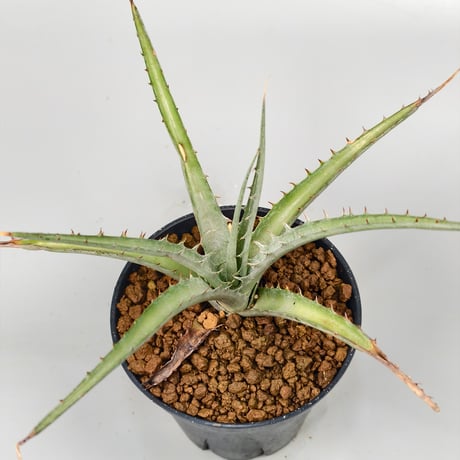 Dyckia sp excelsa ex Satith