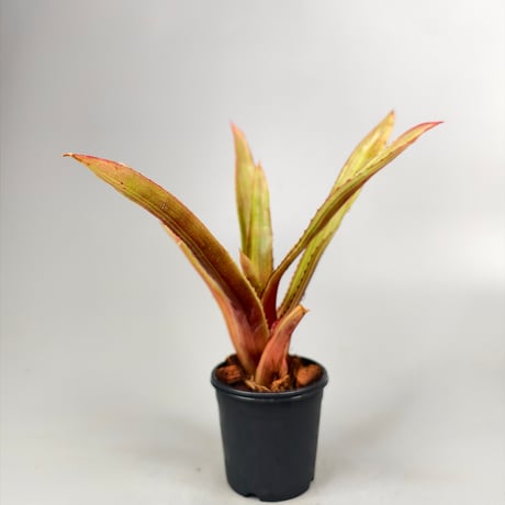 Aechmea L'Arc~en~Ciel Bromeliad Cultivar Register (13206)