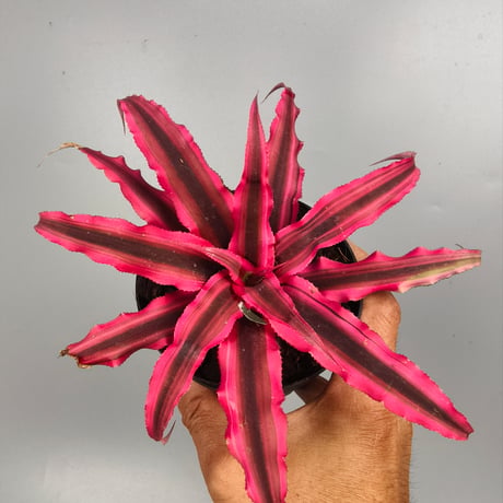Cryptanthus bivittatus 'Power Pink' ex WICHA