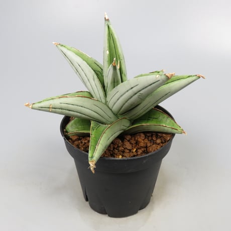 Sansevieria Ice Thorn from Yoky plant
