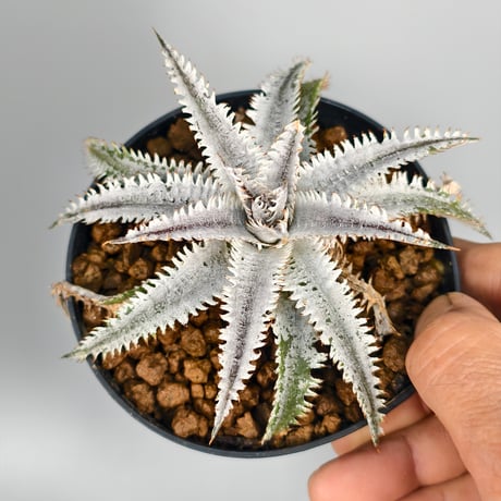 Dyckia Suzaku 朱雀　(Comet x Siam Winter Kiss)