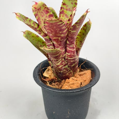 Neoregelia Tiger Sprung