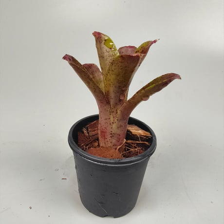 Neoregelia 'Dragon Ball'