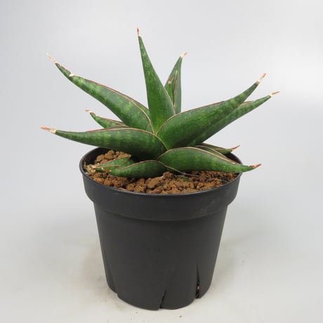Sansevieria Plabu
