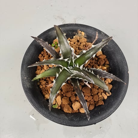 Dyckia Robinson