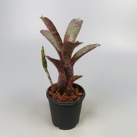 Neoregelia ampullacea 'Zebrina' (WBC2006 Chan)