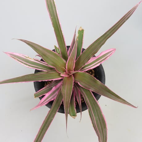 Cryptanthus 'Marian Oppenheimer' Bromeliad Cultivar Register (1823)
