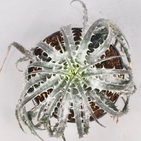 Encholirium diamantinum from Seeds Brazil