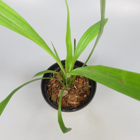 Pitcairnia smithiorum