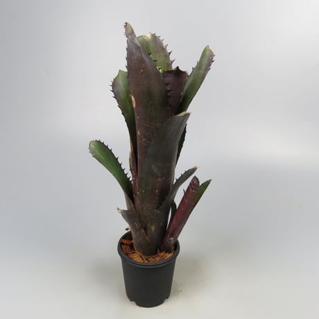 Billbergia 'Blue Moon'