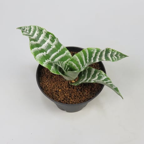 Cryptanthus 'Betty'