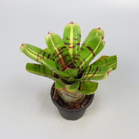 Neoregelia 'Half Pint' Bromeliad Cultivar Register (11235)