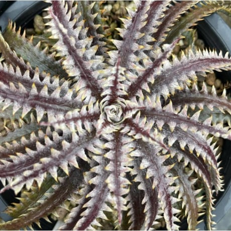 Dyckia Tartaria