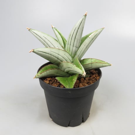 Sansevieria Ice Thorn from Yoky plant