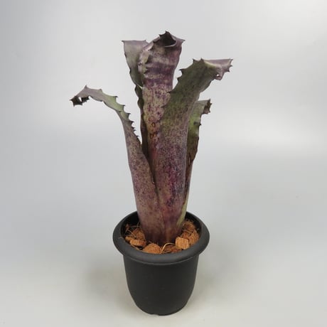 Hohenbergia sp. 357