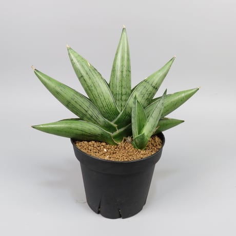 Sansevieria Milky way from Yoky plant
