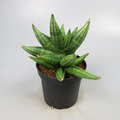 Sansevieria YaYa