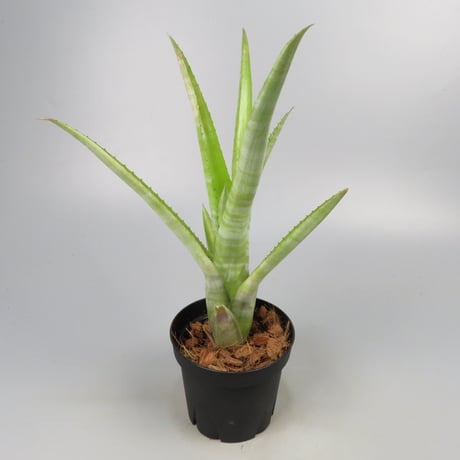 Aechmea 'Charles Hodgson' Bromeliad Cultivar Register (125)