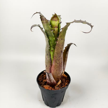 Hohenbergia sp.357