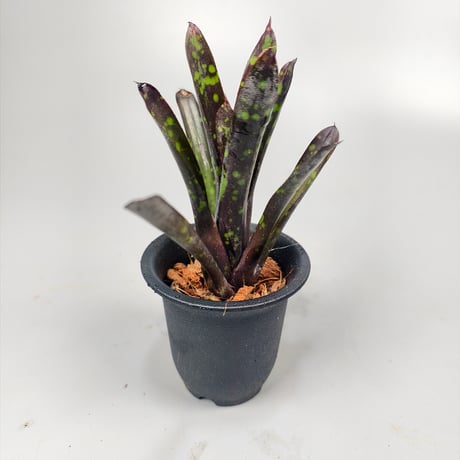 Neoregelia Nosferatu  Bromeliad Cultivar Register (16358)