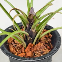 Aechmea recurvata Blackie