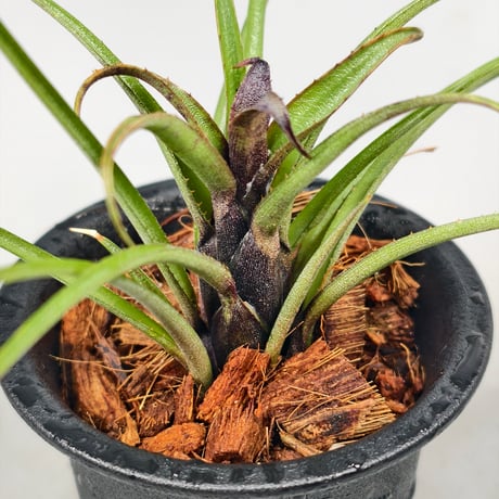 Aechmea recurvata Blackie