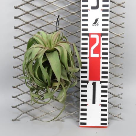 Tillandsia 'Eric Knobloch'