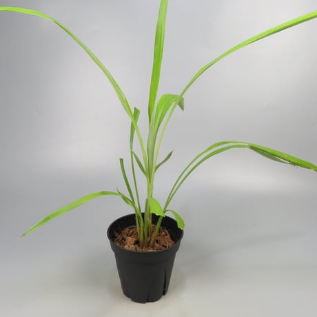 Pitcairnia smithiorum