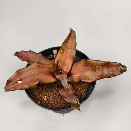 Cryptanthus 'Evon' Bromeliad Cultivar Register (1520)